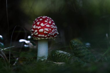 Koyu yeşil arka planda köknar konileri ile kırmızı sinek agarcic