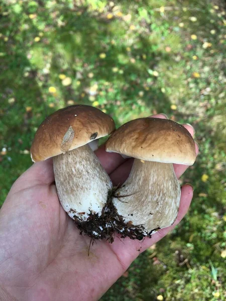 Hand met twee boletus champignons op lichtgroene achtergrond — Stockfoto