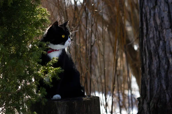 Sarı gözlü, kırmızı yakalı siyah beyaz bir kedi. — Stok fotoğraf