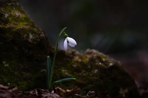 Cerca de flores silvestres galanthus flor en el bosque oscuro de primavera —  Fotos de Stock