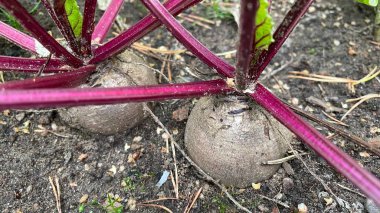 Bahçede yaprakları olan iki pancar