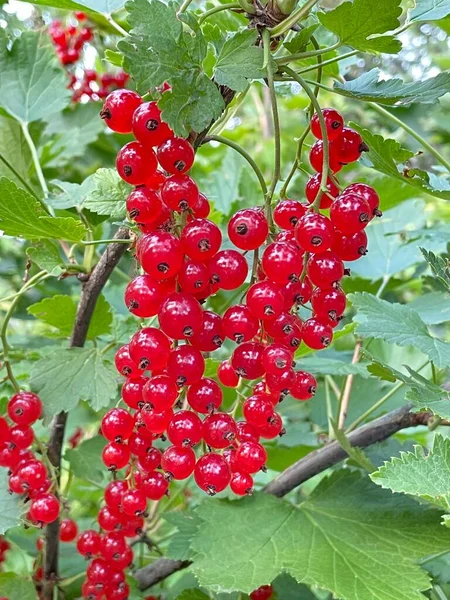 Reife rote Johannisbeere auf dem Buschbrunch — Stockfoto