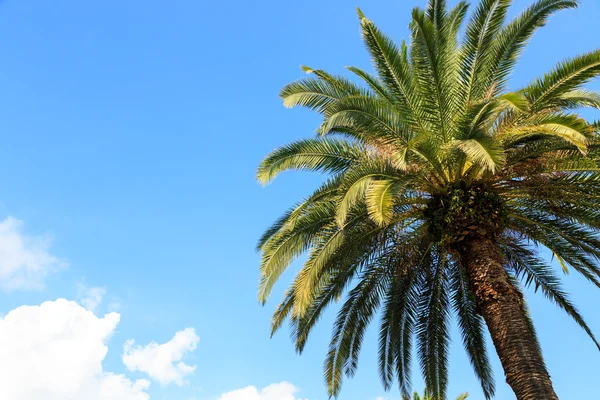 Mavi gökyüzüne karşı palmiye ağaçları