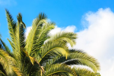 Mavi gökyüzüne karşı palmiye ağaçları.