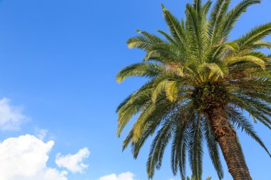 Mavi gökyüzüne karşı palmiye ağaçları.