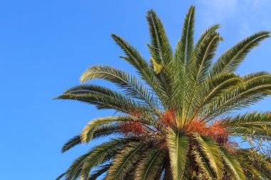 Mavi gökyüzüne karşı palmiye ağaçları.