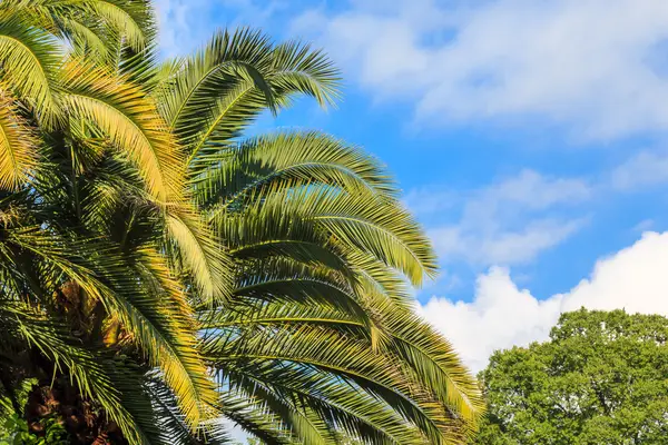 Mavi gökyüzüne karşı palmiye ağaçları.