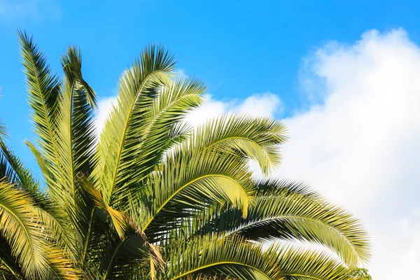 Mavi gökyüzüne karşı palmiye ağaçları.