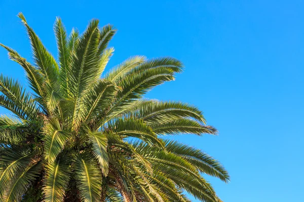 Mavi gökyüzüne karşı palmiye ağaçları.