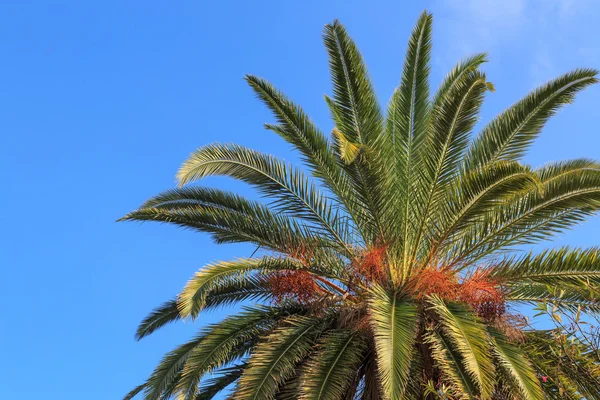 Mavi gökyüzüne karşı palmiye ağaçları.