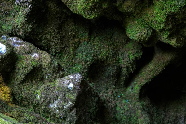 Islak kayaların bir mağarada moss.