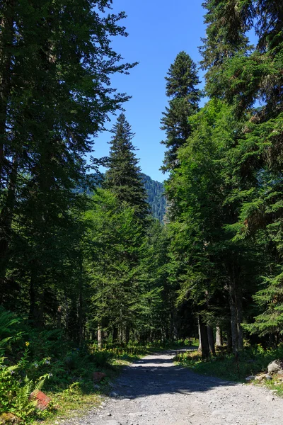 Orman Gürcistan dağlarda