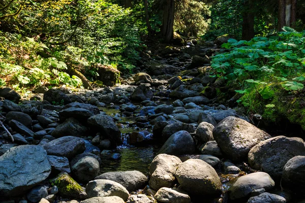 Orman Gürcistan dağlarda