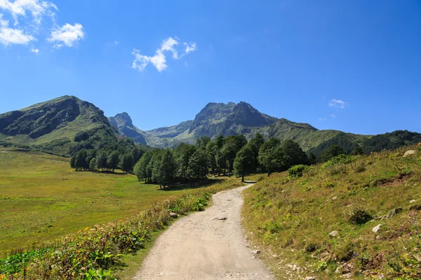 Kafkas Dağları, alpine meadows