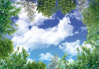 Gökyüzü ile ağaç kare