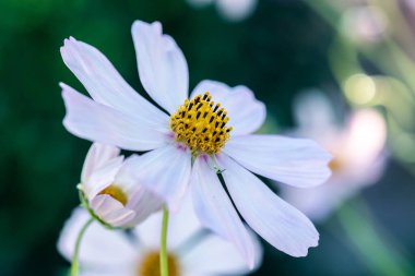 Bitkilerin arka planında büyüyen çiçekler