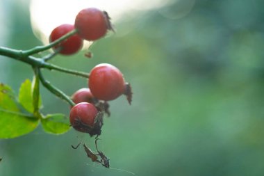 Meyve yetiştiren gül ağacı