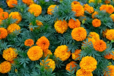 Arkaplan veya doku olarak turuncu çiçekler