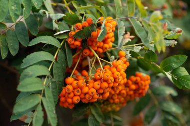 Meyveli yaban mersini ağacı