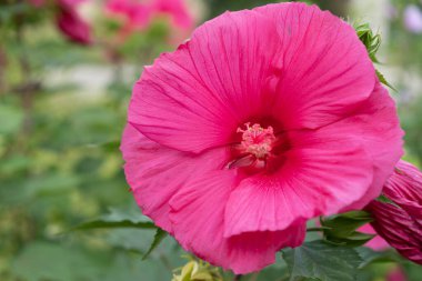 Büyüyor ve çiçek açıyor.