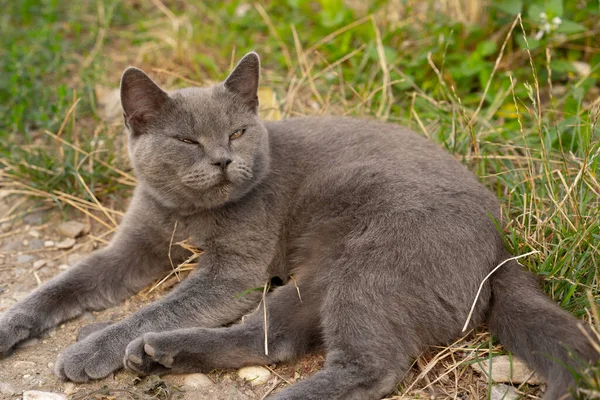 Tatmin Olmuş Kedi Yerde Yatıyor — Stok fotoğraf