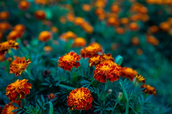 Växande Och Blommande Ringblommor — Stockfoto