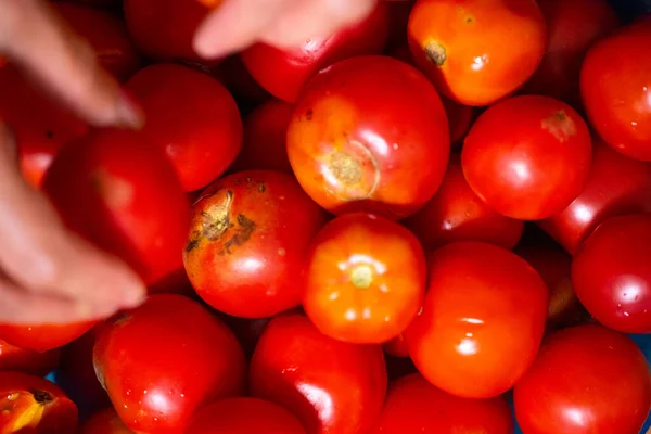 Tomates Maduros Mão Toma Tomate — Fotografia de Stock