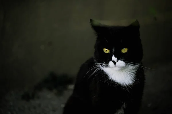 Egy Fekete Macska Közelről — Stock Fotó