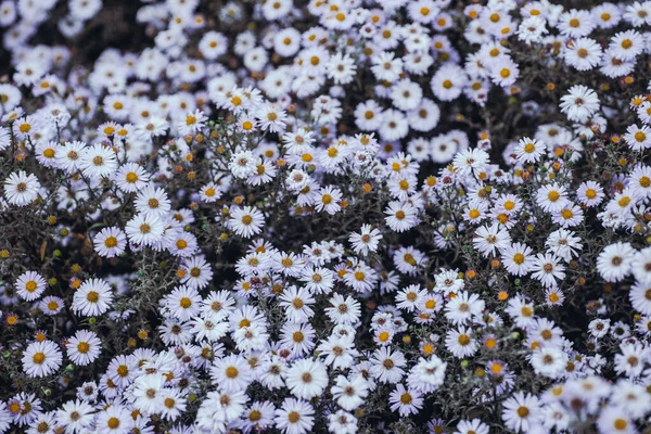 Virágok Mint Háttér Vagy Textúra — Stock Fotó