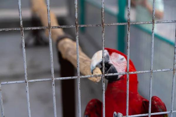 Macaw Parrot Cage — Stock Photo, Image