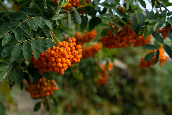 Rowan Tak Een Groeiende Boom — Stockfoto