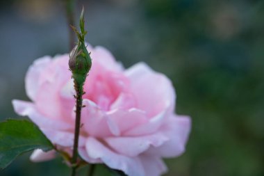 Büyüyen bir gülün açılmamış tomurcuğu