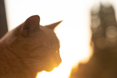 Günbatımında dinlenen evsiz kedi