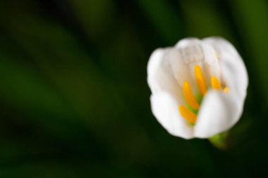 Büyüyen bitkilerin çiçek demetleri