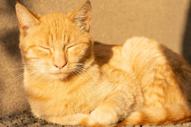 Kedi sokakta dinleniyor.