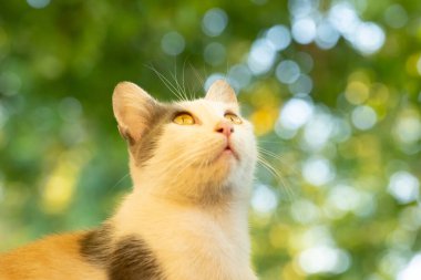 Kedi beslenmeyi bekliyor.