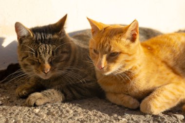 Kediler güneşte güneşlenir