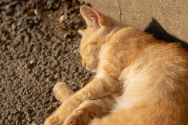 Sokakta uyuyan evsiz kedi.