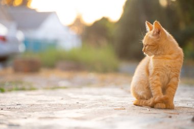 Kedi yavrusu sokakta tek başına oturuyor.