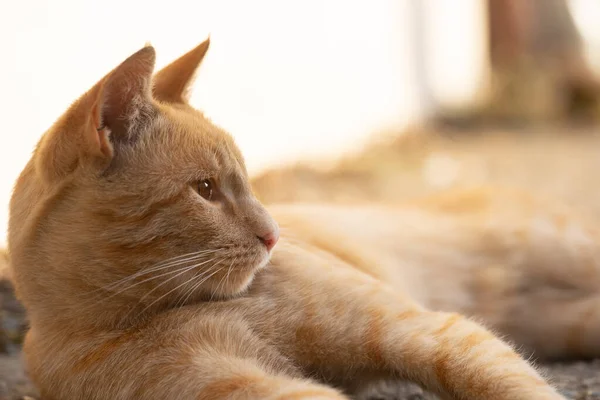 Kot Odpoczywający Słońcu — Zdjęcie stockowe