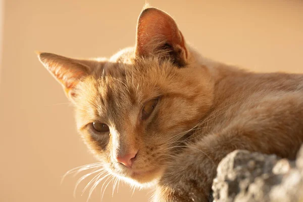 猫在阳光下休息 — 图库照片