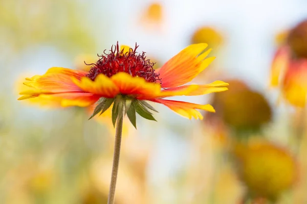 Växande Och Blommande Blommor Som Bakgrund — Stockfoto