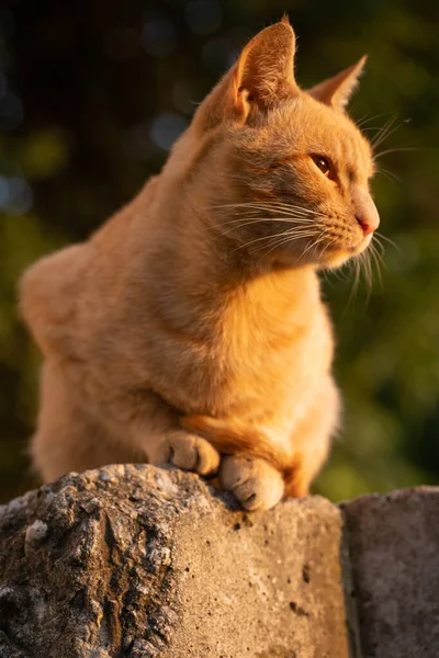 무렵에 집없는 고양이 — 스톡 사진