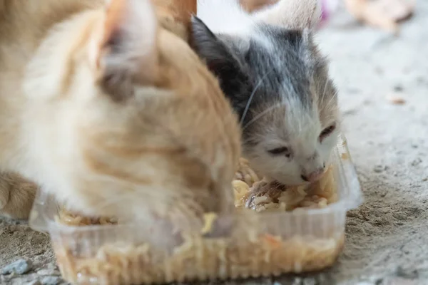 Gatos Comiendo Comida Calle —  Fotos de Stock
