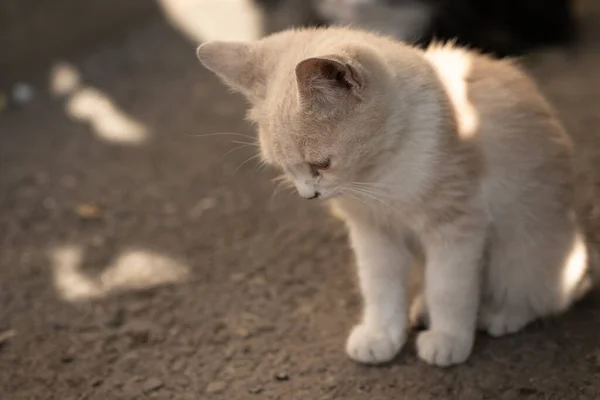 Hjemløs Kattunge Som Sitter Gata – stockfoto