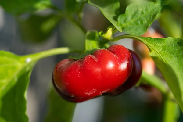 Arbusto Crescente Pimenta Vermelha Ornamental — Fotografia de Stock