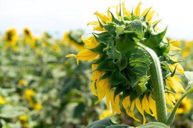 Tarlada büyüyen ayçiçekleri