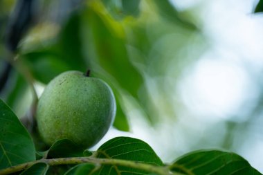 Ceviz ağacında fındık yetiştirmek