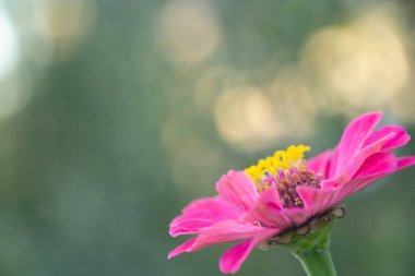 Arkaplan ya da doku olarak çiçek