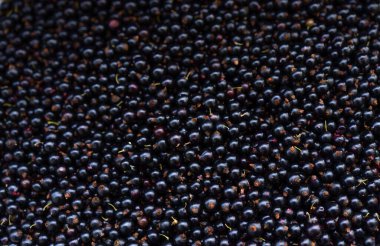 Arka plan ya da doku olarak frenk üzümü